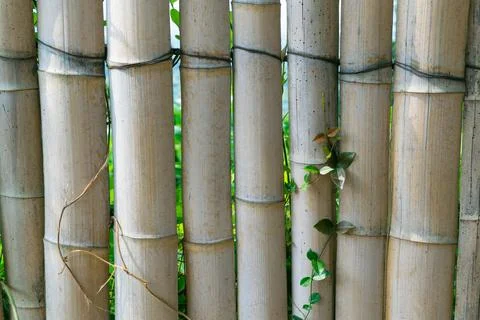 Fence made from bamboo trunks. Backgrounds and textures. Stock Photos