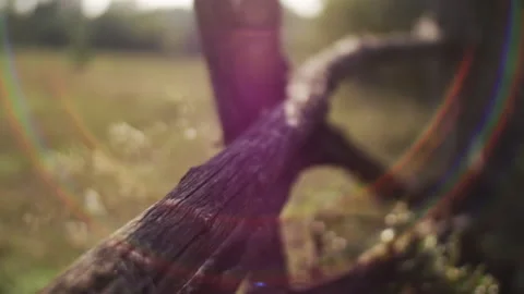 Fence made of branches in backlight with highlights Vidéo 172323985