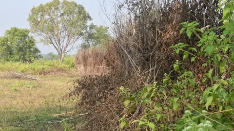 A fence made of dry branches in a field. Stock Footage 327837160
