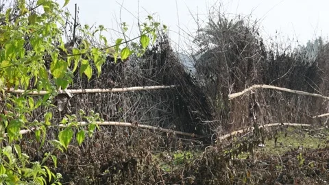 A fence made of dry branches in a field. Stock Footage 327837172