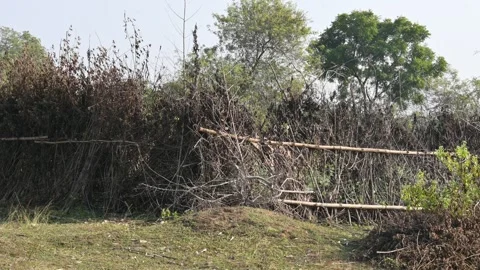 A fence made of dry branches in a field. Stock Footage 327837174