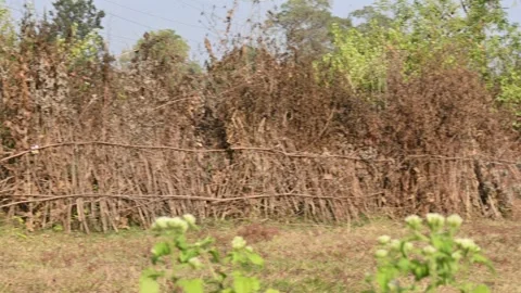 A fence made of dry branches in a field. Stock Footage 327837204