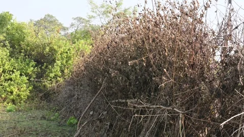 A fence made of dry branches in a field. Stock Footage 327837365