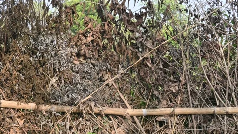 A fence made of dry branches in a field. Stock Footage 327837375