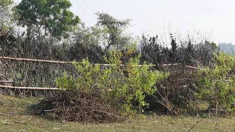 A fence made of dry branches in a field. Stock Footage 327837377
