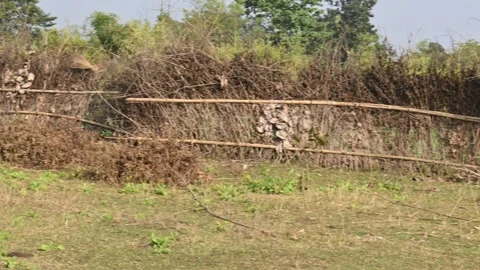 A fence made of dry branches in a field. Stock Footage 327837383