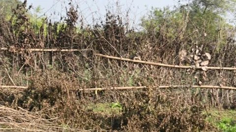 A fence made of dry branches in a field. Stock Footage 327837488