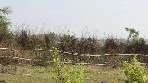 A fence made of dry branches in a field. Stock Footage 327837523