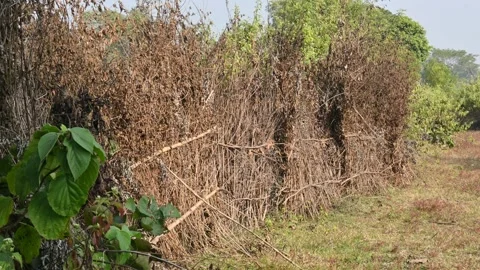 A fence made of dry branches in a field. Stock Footage 327837645