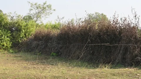A fence made of dry branches in a field. Stock Footage 327837650
