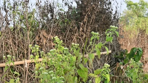 A fence made of dry branches in a field. Stock Footage 327837657