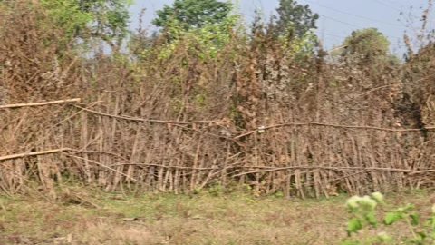 A fence made of dry branches in a field. Stock Footage 327837682