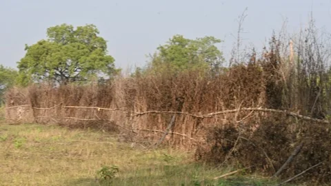 A fence made of dry branches in a field. Stock Footage 328835686