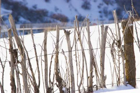 A fence made of tree branches Stock Photos