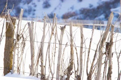 A fence made of tree branches Stock Photos