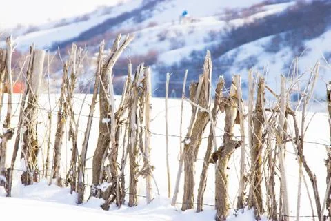 A fence made of tree branches Stock Photos