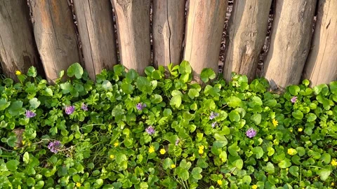 A fence overgrown with grass Video stock 332016059
