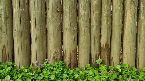 A fence overgrown with thick grass and flowers Video stock 332018361