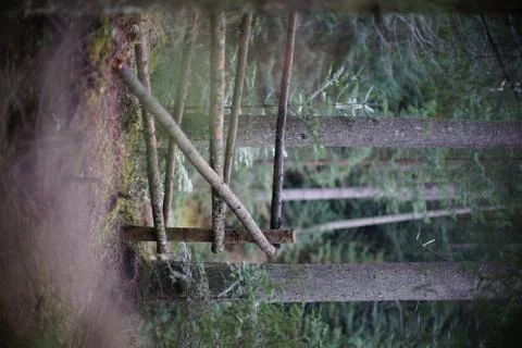 Fence in the Pine Forest Stock Photos