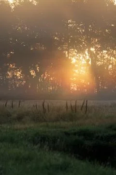 Fence Post and Tall Trees at Sunrise on a Misty Morning in Schoonloo Fotos de archivo