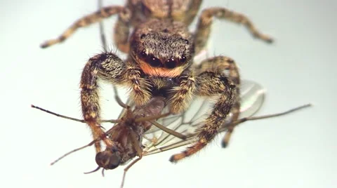 Fence post jumping spider (Marpissa muscosa) eating prey (no color grading) Stock Footage 65338848