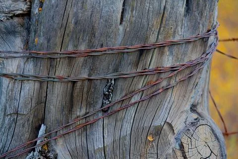 Fence post made of an old weathered log, wrapped in old, rusty barbed wire. Stock Photos