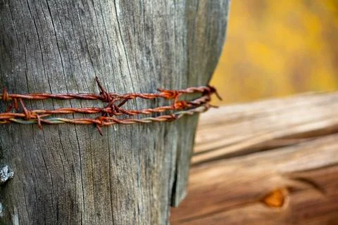 Fence post made of an old weathered log, wrapped in old, rusty barbed wire. Stock Photos