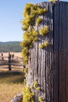 Fence post with moss Stock Photos