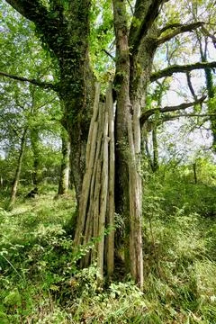 Fence posts in the woods. Stock Photos