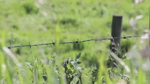 Fence Rack Focus Stock Footage 79576795