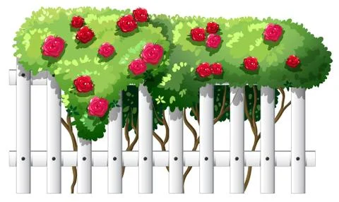 A fence with rose plants Ilustración de archivo