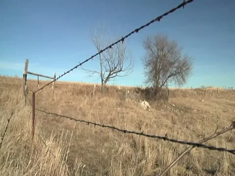 Fence row &amp; old trees 库存影片 10588625