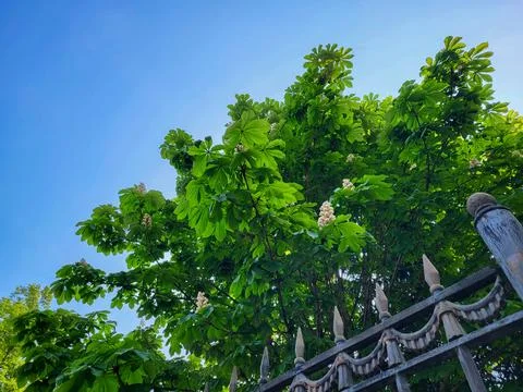 A fence with sharp tips on a background of green chestnut leaves and blue sky Stockfoto's