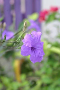 Fence side flowers Foto stock
