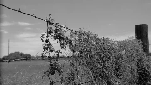 Fence Timelapse berries B&amp;W Stock Footage 135040535