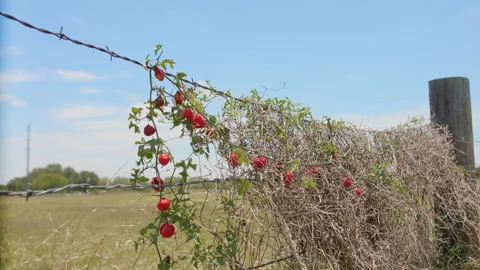 Fence Timelapse berries Stock Footage 135039450