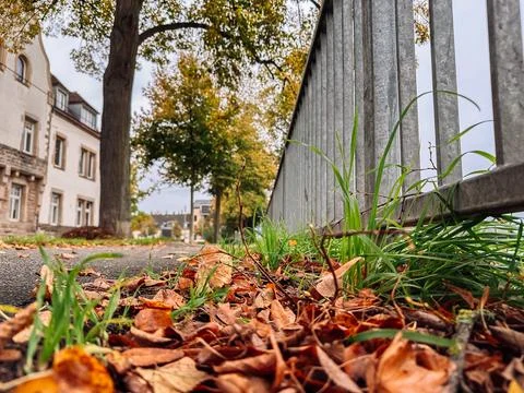 Fence with a tree in the background Stock Photos
