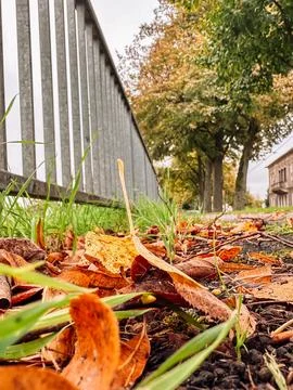Fence with a tree behind it and leaves on the ground Fotos de archivo