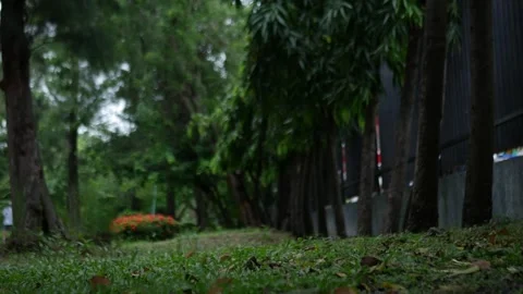 Fence Under Big Trees in Green Park Stock Footage 324805298