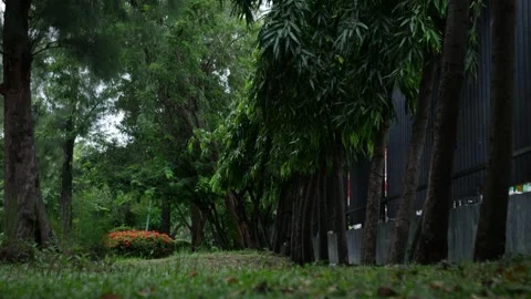 Fence Under Big Trees in Green Park Stock Footage 324805305