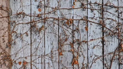 Fence white wild Stock Footage 98314877