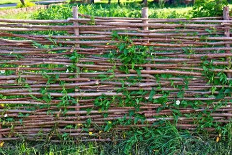 Fence wicker willow with bindweed Stock Photos