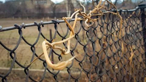 Fence of wire mesh, which spread and turned dry branches Stock Photos