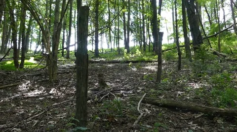 Fence in Woods Stock Footage 52357855