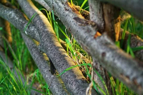 A fence woven from tree branches in the evening Stock Photos