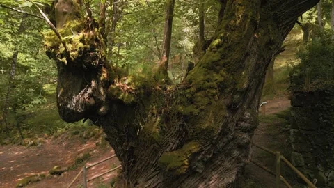 Fenced Ancient Tree Covered With Moss In The Rainforest. Pullback Shot Video stock 282794321