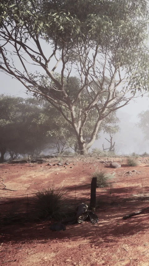 Fenced area with tree and grass in outback landscape at dawn Video stock 342186843