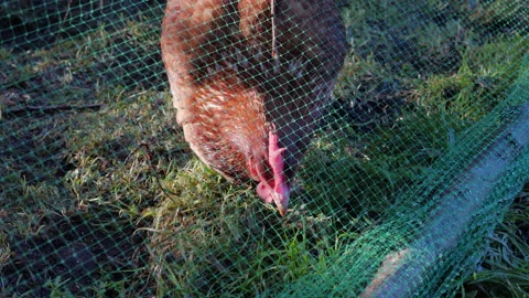Fenced in enclosure specific for poultry disease prevention measures Stock Footage 146411599