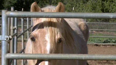 Fenced Horse Stock Footage 48003190