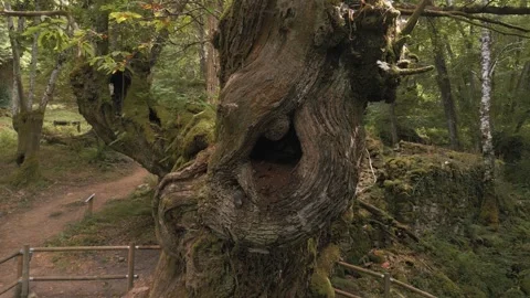 Fenced Old Tree Amidst Rainforest On Forest Hike Trail. Zoom Out Shot Stockbeeldmateriaal 281642903
